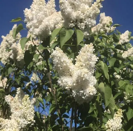 Eversberg Radring Meschede