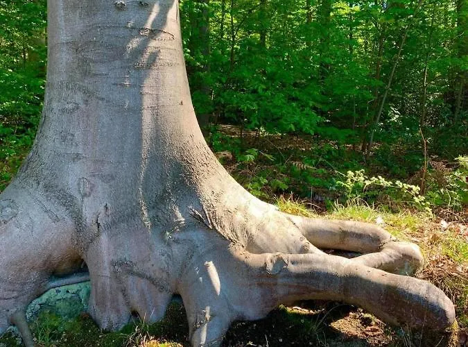 公寓 Eversberg Radring